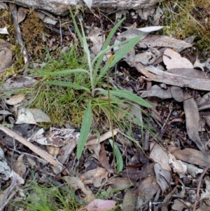 Glossodia major at Molonglo Valley, ACT - suppressed