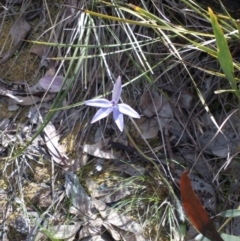 Glossodia major (Wax Lip Orchid) at Point 4081 - 25 Sep 2016 by catherine.gilbert