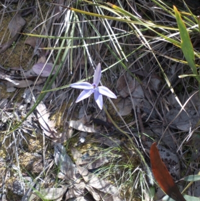 Glossodia major (Wax Lip Orchid) at Aranda Bushland - 25 Sep 2016 by catherine.gilbert