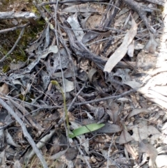 Glossodia major (Wax Lip Orchid) at Aranda Bushland - 25 Sep 2016 by catherine.gilbert