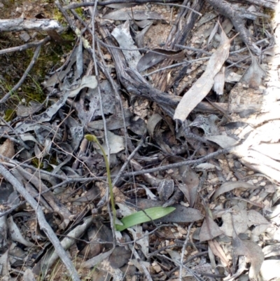 Glossodia major (Wax Lip Orchid) at Aranda, ACT - 25 Sep 2016 by catherine.gilbert