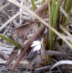 Caladenia fuscata (Dusky Fingers) at Aranda Bushland - 25 Sep 2016 by catherine.gilbert