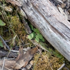 Pterostylis nutans at Aranda Bushland - 25 Sep 2016 by catherine.gilbert