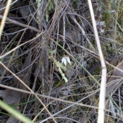 Caladenia fuscata (Dusky Fingers) at Aranda, ACT - 25 Sep 2016 by catherine.gilbert