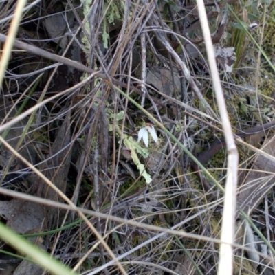 Caladenia fuscata (Dusky Fingers) at Aranda Bushland - 25 Sep 2016 by catherine.gilbert