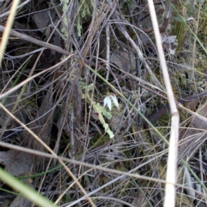 Caladenia fuscata at Aranda, ACT - 25 Sep 2016