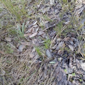 Glossodia major at Aranda, ACT - suppressed