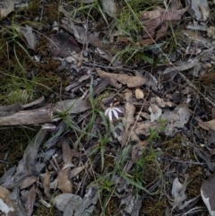 Caladenia sp. (A Caladenia) at Aranda, ACT - 25 Sep 2016 by catherine.gilbert