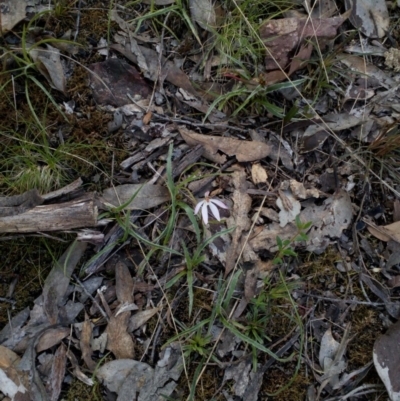 Caladenia sp. (A Caladenia) at Aranda, ACT - 25 Sep 2016 by catherine.gilbert