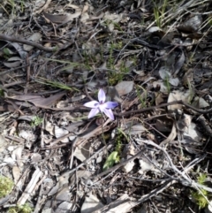 Glossodia major (Wax Lip Orchid) at Aranda, ACT - 25 Sep 2016 by catherine.gilbert