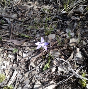 Glossodia major at Point 4081 - suppressed