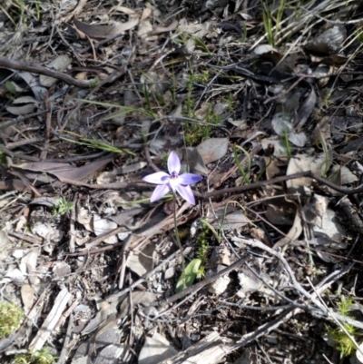 Glossodia major (Wax Lip Orchid) at Aranda Bushland - 25 Sep 2016 by catherine.gilbert