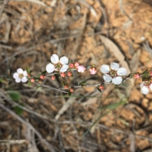 Gaudium multicaule at O'Connor, ACT - 16 Oct 2016 12:23 PM