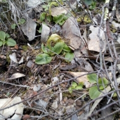 Pterostylis nutans (Nodding Greenhood) at Aranda, ACT - 25 Sep 2016 by catherine.gilbert