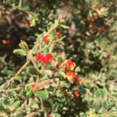 Grevillea alpina (Mountain Grevillea / Cat's Claws Grevillea) at Point 76 - 16 Oct 2016 by ibaird