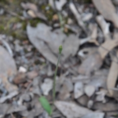 Glossodia major (Wax Lip Orchid) at Aranda, ACT - 25 Sep 2016 by catherine.gilbert