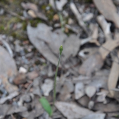 Glossodia major (Wax Lip Orchid) at Aranda Bushland - 25 Sep 2016 by catherine.gilbert