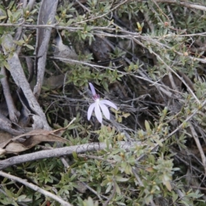 Cyanicula caerulea at O'Connor, ACT - 26 Sep 2016