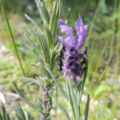 Lavandula stoechas (Spanish Lavender or Topped Lavender) at Conder, ACT - 17 Oct 2016 by michaelb