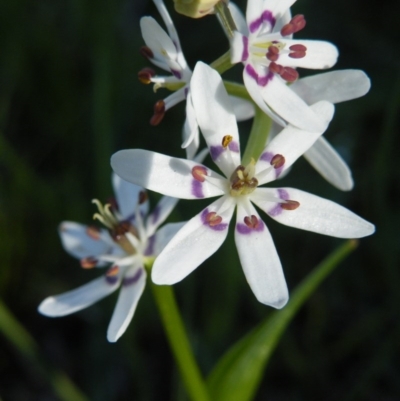 Wurmbea dioica subsp. dioica (Early Nancy) at O'Connor, ACT - 11 Oct 2016 by Ryl
