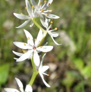 Wurmbea dioica subsp. dioica at O'Connor, ACT - 11 Oct 2016 12:00 AM