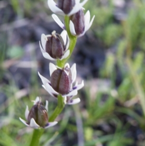 Wurmbea dioica subsp. dioica at O'Connor, ACT - 11 Oct 2016 12:00 AM