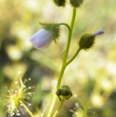 Drosera gunniana (Pale Sundew) at Bruce Ridge - 10 Oct 2016 by Ryl