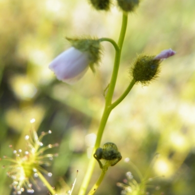 Drosera gunniana (Pale Sundew) at Point 121 - 11 Oct 2016 by Ryl
