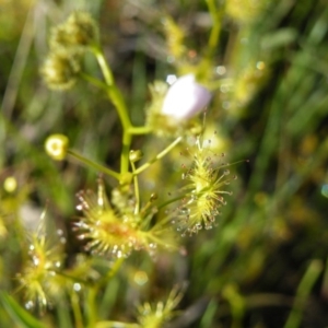 Drosera gunniana at Point 121 - 11 Oct 2016