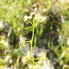 Drosera gunniana at Point 121 - 11 Oct 2016