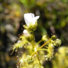 Drosera gunniana at Point 121 - 11 Oct 2016