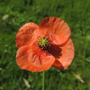 Papaver dubium at Banks, ACT - 19 Oct 2016