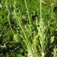 Papaver dubium at Banks, ACT - 19 Oct 2016