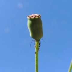 Papaver dubium at Banks, ACT - 19 Oct 2016