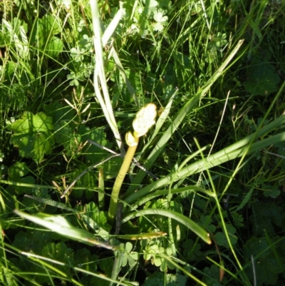 Bulbine bulbosa (Golden Lily) at Point 121 - 10 Oct 2016 by Ryl