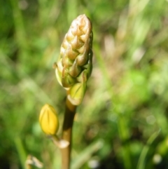 Bulbine bulbosa at O'Connor, ACT - 11 Oct 2016 12:00 AM