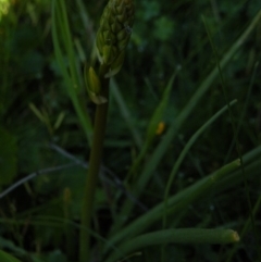 Bulbine bulbosa at O'Connor, ACT - 11 Oct 2016