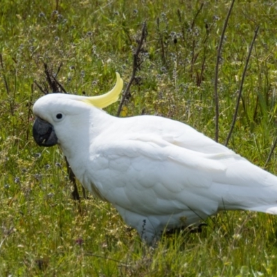 Cacatua galerita (Sulphur-crested Cockatoo) at Mulligans Flat - 18 Oct 2016 by CedricBear