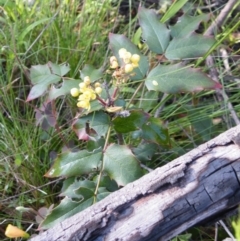 Berberis aquifolium (Oregon Grape) at O'Connor, ACT - 11 Oct 2016 by Ryl