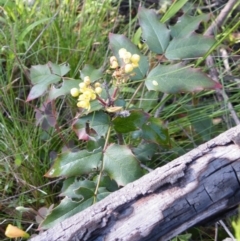 Berberis aquifolium (Oregon Grape) at Bruce Ridge - 10 Oct 2016 by Ryl