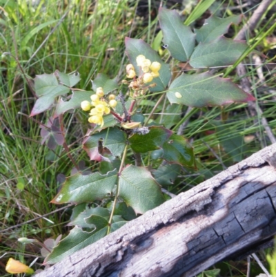 Berberis aquifolium (Oregon Grape) at O'Connor, ACT - 11 Oct 2016 by Ryl