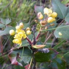 Berberis aquifolium at O'Connor, ACT - 11 Oct 2016 12:00 AM