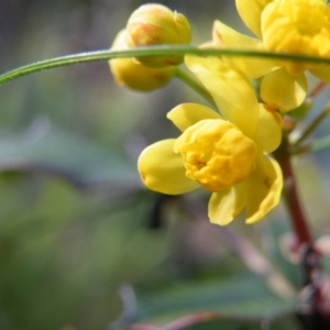 Berberis aquifolium at O'Connor, ACT - 11 Oct 2016 12:00 AM