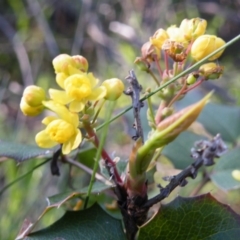 Berberis aquifolium at O'Connor, ACT - 11 Oct 2016 12:00 AM