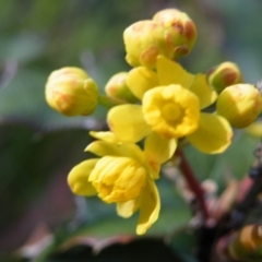 Berberis aquifolium at O'Connor, ACT - 11 Oct 2016 12:00 AM