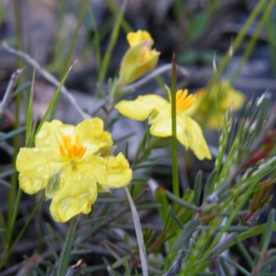 Hibbertia calycina (Lesser Guinea-flower) at Point 121 - 11 Oct 2016 by Ryl