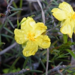 Hibbertia calycina at Point 121 - 11 Oct 2016