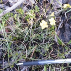 Hibbertia calycina at Point 121 - 11 Oct 2016