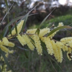Acacia floribunda (White Sally Wattle, Gossamer Wattle) at Chisholm, ACT - 12 Oct 2016 by MichaelBedingfield