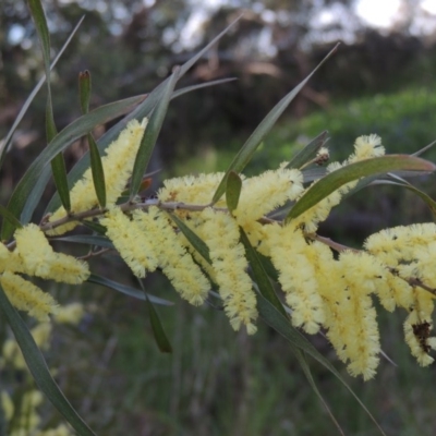 Acacia floribunda (White Sally Wattle, Gossamer Wattle) at Chisholm, ACT - 12 Oct 2016 by MichaelBedingfield